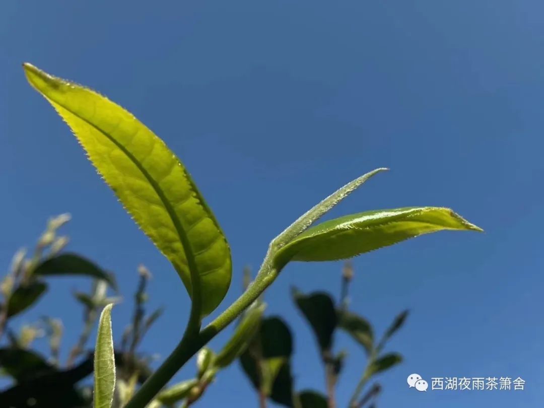 茶叶是注册商标多少类?_商标注册茶叶属于哪一类_茶叶商标注册类是什么类别